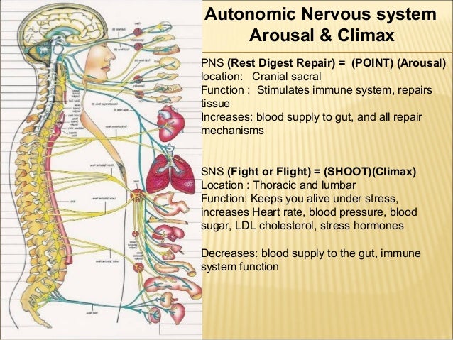 Sex and the secret nerve